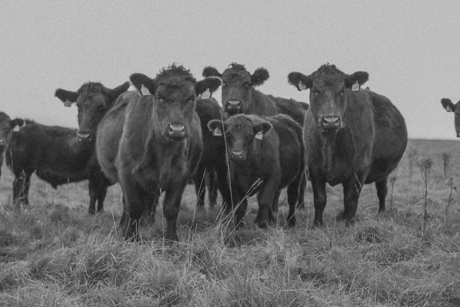 A group of cows stand together in a grassy field, looking towards the camera. The image is in black and white, giving it a vintage or timeless feel.